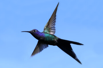 Fototapeta premium hummingbird