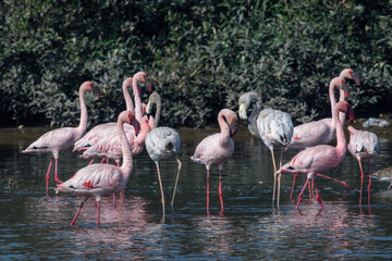 A flock of lesser flamingo (Phoeniconaias minor) seen in the wetlands near Airoli in New Bombay in Maharashtra, India