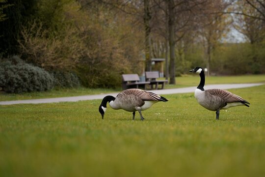 Canada geese in a park in Langenfeld, Germany