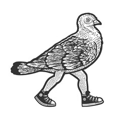 dove pigeon walks on human feet sketch engraving vector illustration. Scratch board imitation. Black and white hand drawn image.