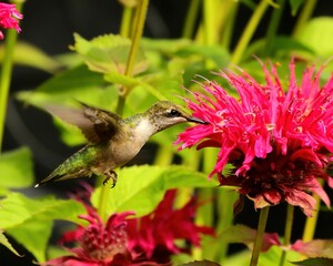 Fototapeta premium Closeup of a hummingbird eating nectar from a pink bee balm flower