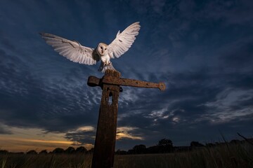 Barn owl with open wings approaching a vertical rusty metal surface against dark cloudy sunset sky
