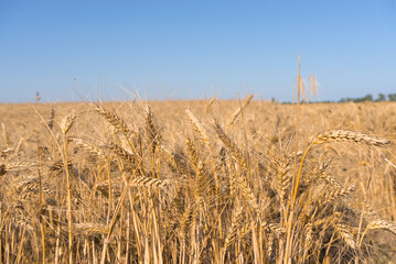 Ears of wheat on the field. Wheat field