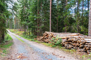 Various cut down tree trunks are piled up in the forest © Margit Kluthke