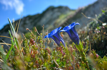 blue gentian (gentiana clusii) blossoming in the bavarian alps