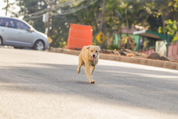 cão