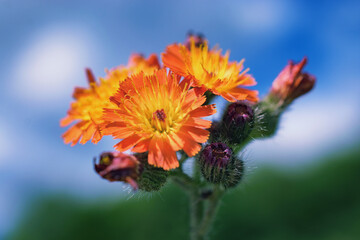Bright Yellow, Orange, Purple and Green on this Blooming Indian Paintbrush. Colorful flower or, some call it a weed, grows in our yard in Windsor in Upstate NY.