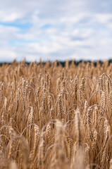 harvest of bread. rye field. close-up wheat spikelets. beautiful background