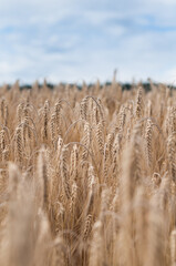 harvest of bread. rye field. close-up wheat spikelets. beautiful background