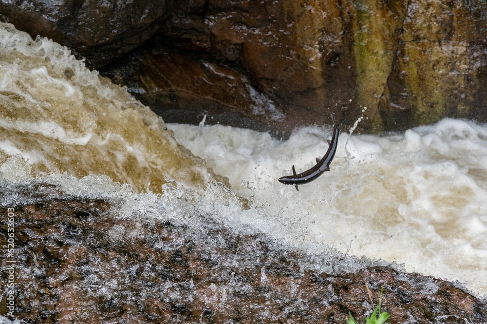 Poster Atlantic Salmon  (Salmo salar) leaping a waterfall in Scotland, United Kingdom