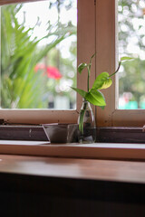 window decoration in the form of plants that I give water to keep it fresh