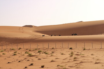 Goats fence under desert dunes wahiba sands in Oman