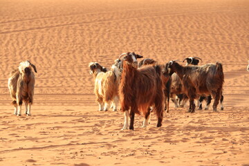 Goats fence under desert dunes wahiba sands in Oman