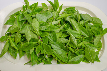 Asian basil leave, isolated on white background