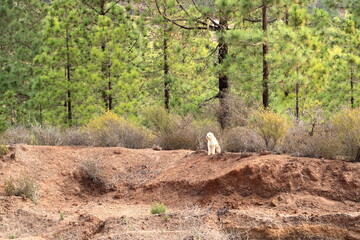 dog on a agricultural field
