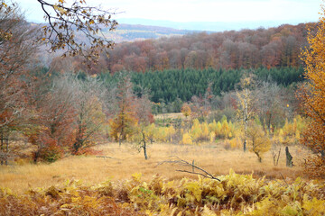 Fototapeta premium in the forest