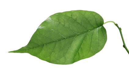 Obraz premium Osage orange leaf, Maclura pomifera isolated on white, macro 