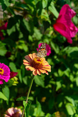 Beautiful butterfly on a flower