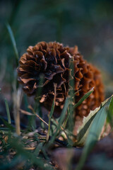 pine cone in the grass
