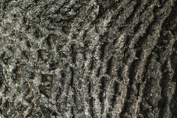 The bark of a walnut is photographed close-up with side lighting. Photo background. Textured gray background