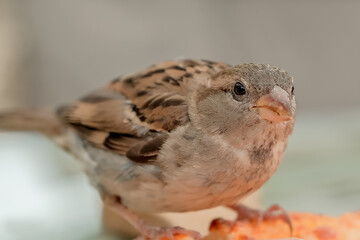 sparrows eat pizza in coffee. street birds eat pizza