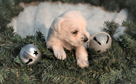 Newborn yorkie puppy christmas pictures 