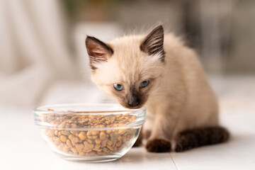 Funny little fluffy kitten eats dry food from a bowl. Siamese or Thai cat breed