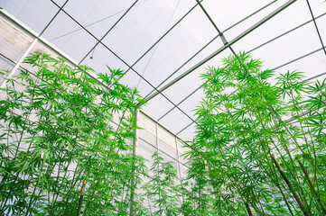 Marijuana leaves, cannabis plants,Industrial Marijuana Greenhouse Grow Operation