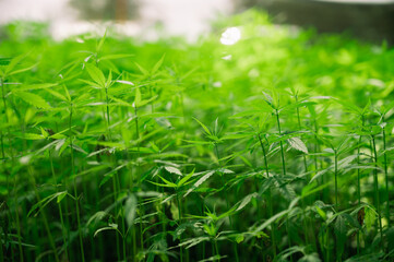 Obraz na płótnie Canvas Marijuana leaves, cannabis plants,Industrial Marijuana Greenhouse Grow Operation