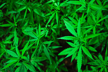 Naklejka na ściany i meble Marijuana leaves, cannabis plants,Industrial Marijuana Greenhouse Grow Operation