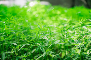 Marijuana leaves, cannabis plants,Industrial Marijuana Greenhouse Grow Operation