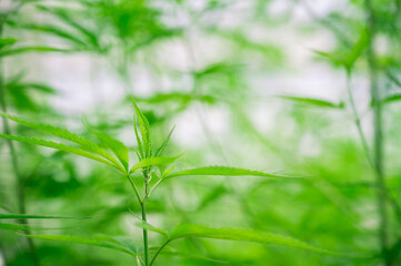 Marijuana leaves, cannabis plants,Industrial Marijuana Greenhouse Grow Operation