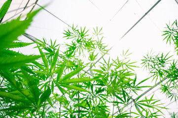 Naklejka premium Marijuana leaves, cannabis plants,Industrial Marijuana Greenhouse Grow Operation