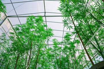 Marijuana leaves, cannabis plants,Industrial Marijuana Greenhouse Grow Operation