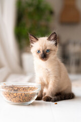 A small kitten near a plate with dry food does not want to eat. The cat got sick. Siamese or Thai cat breed