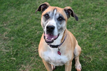 Lucy - shepherd and boxer mix