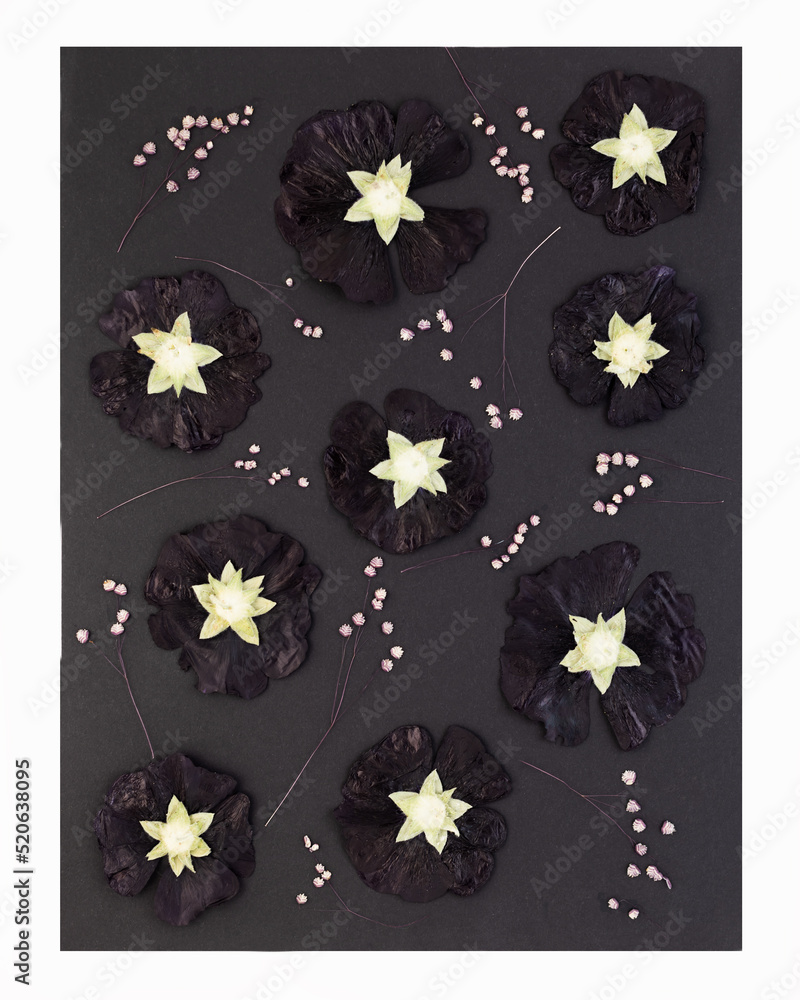 Wall mural Contemporary botanical pressed flower art. Pressed floristry Oshibana in boho style. Dry flowers of hollyhock or mallow on a black background. Poster idea for interior design.