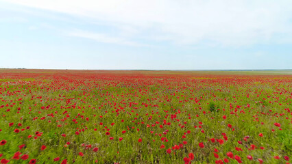 Top view of green field with red poppy on background of sky. Shot. Light wind sways poppy buds in field reaching horizon with blue sky. Blossoming beauty of poppy fields