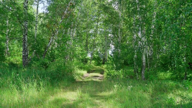Rural road in a summer forest, light wind, landscape static camera