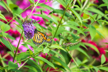 Fototapeta na wymiar An endangered monarch gathers nectar from the blossoms of a butterfly bush in a pollinator garden located in Kew Gardens a Toronto City Park in the Beaches neighbourhood in August. 