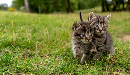 Two little kittens on green grass