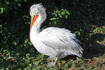 White Pelican - Berlin ZOO, Germany