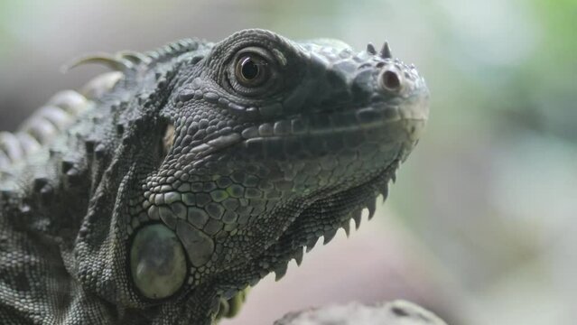  close up of Spiny Lizard Looks Around 