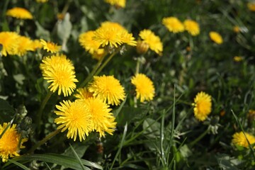 Beautiful bright yellow dandelions in green grass on sunny day, closeup