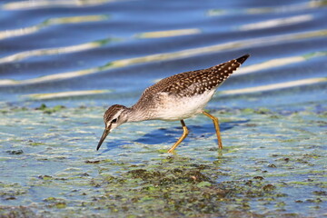 Tringa glareola. Wood Sandpiper is looking for food in the swamp