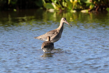 Limosa limosa. Black-tailed Godwit among the water in the Arctic zone of Siberia