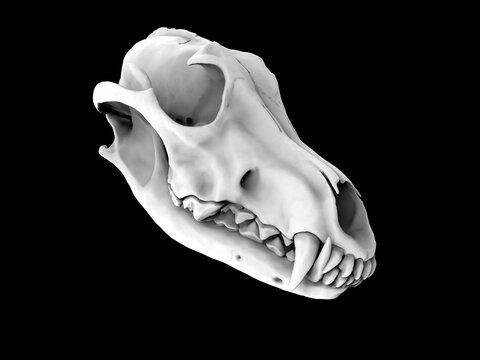 Solid white wolf skull - template - 3D Illustration