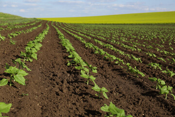 Fototapeta na wymiar Agricultural field with sunflower seedlings on sunny day