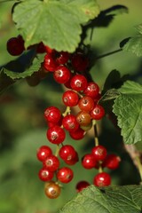 Closeup view of red currant bush with ripening berries outdoors on sunny day