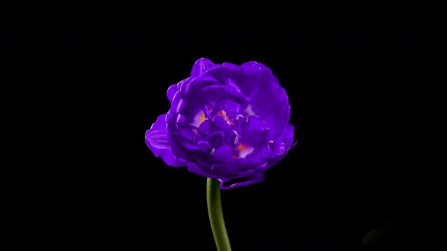 Tulip. Time Lapse of bright violet colorful tulip flower blooming on black background. Time lapse tulip bunch of spring flowers opening, close-up. Holiday bouquet. 4K video